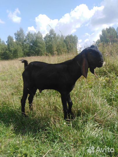 Козел на племя