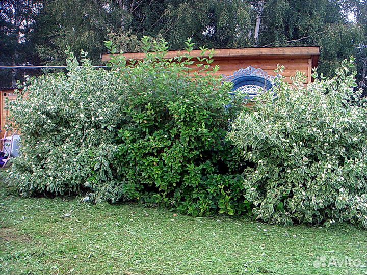 Барбарис. Дерен. Спирея