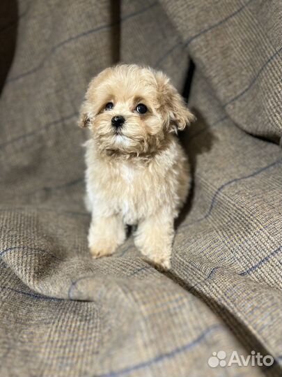 Щенок мальтипу f1 мини