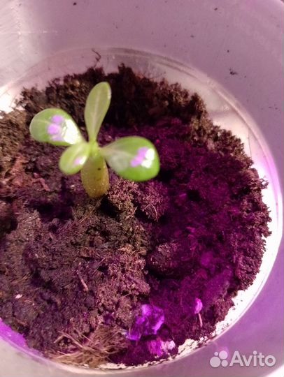 Адениум Обесум