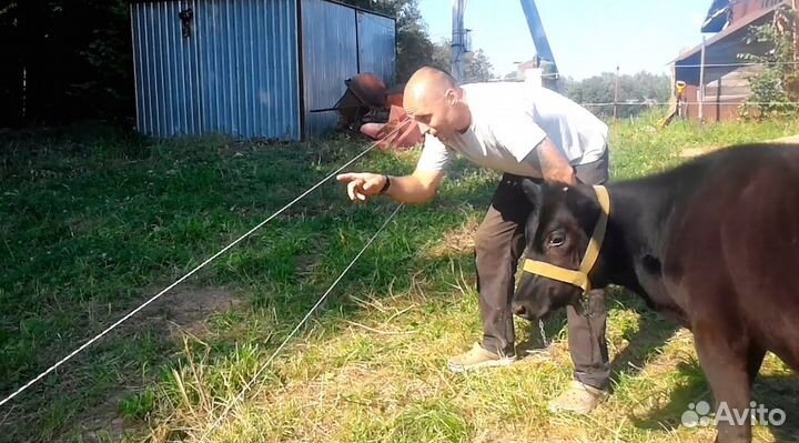 Кожаная чаша поршня доильного аппарата