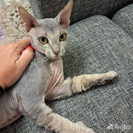 Канадский сфинкс котенок