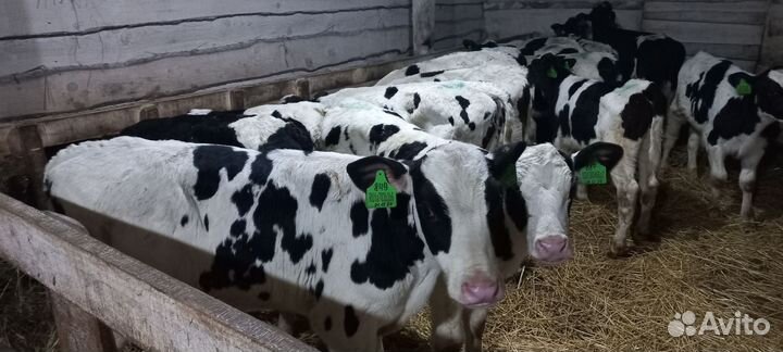 Бычки на откорм