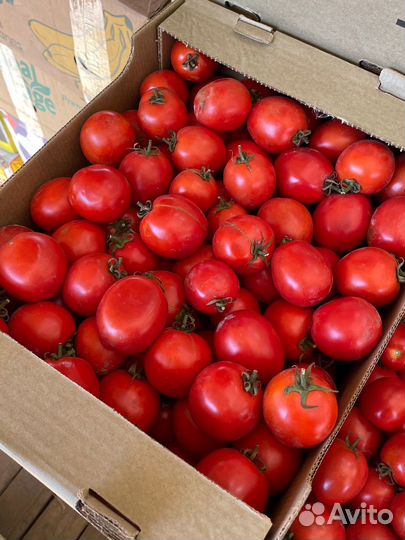 Помидоры сливка