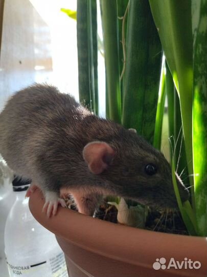 Крысы дамбо девочки