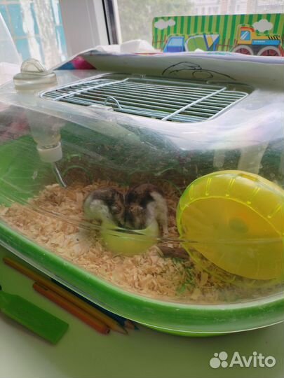Хомяки с клеткой