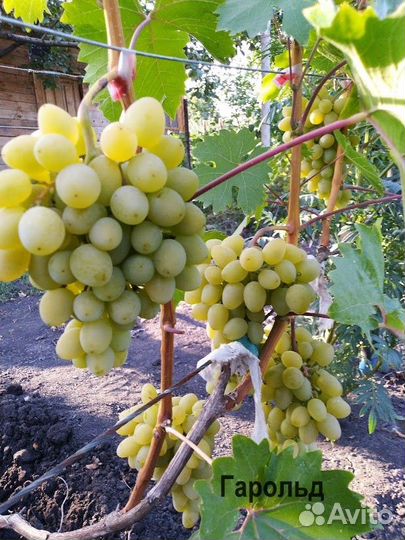 Саженцы винограда