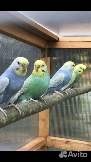 Волнистый попугай Радужного окраса