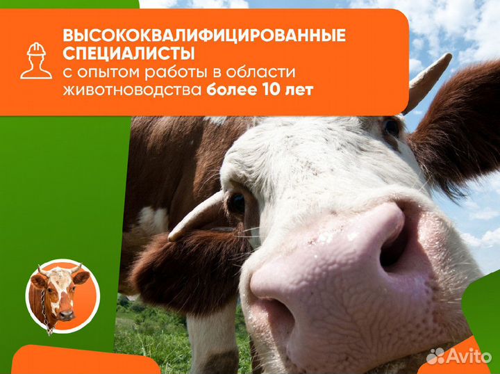 Узи коров, телок, овец в кфх и лпх