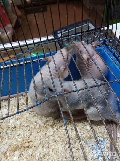 Крыса сфинкс