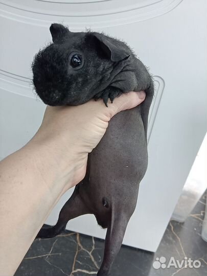 Морские свинки скинни разные доставка до квартиры