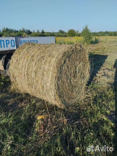 Продам сено в рулонах