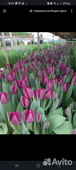 Набор 101 сорт тюльпан