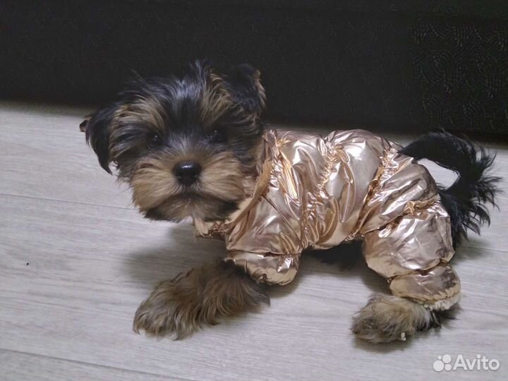 Комбинезон утепленный для собаки 18 см спинка