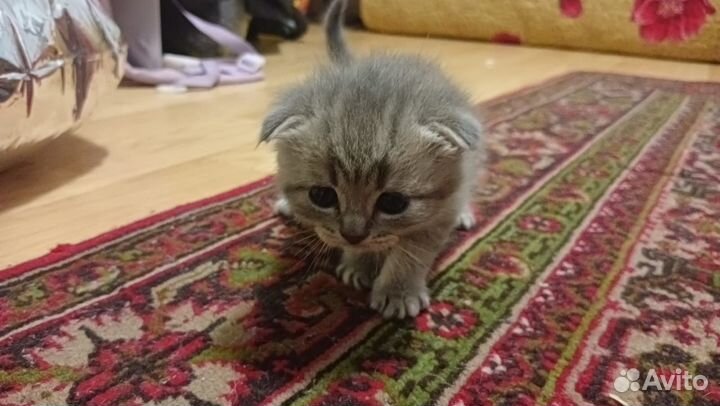 Шотландские котята