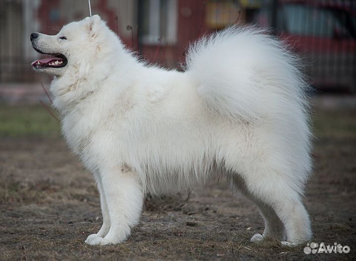 Вязка Самоед