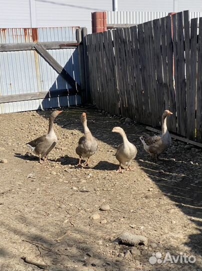 Яйцо гусиное инкубационное