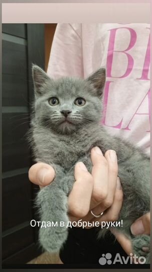 Котята в добрые руки