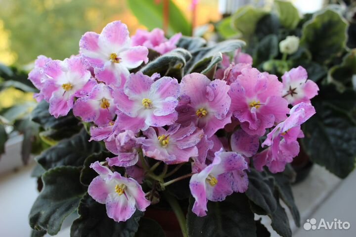 Фиалки цветущие в горшке