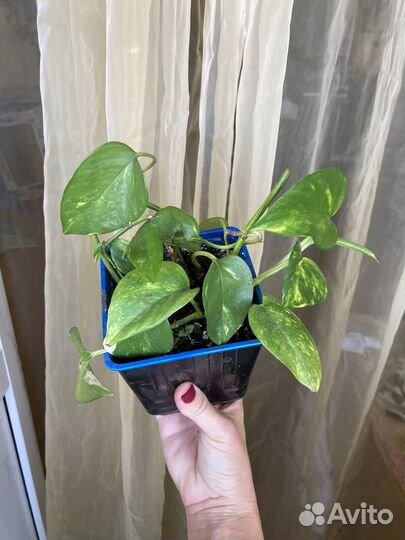 Сциндапсус золотистый (Scindapsus aureus)