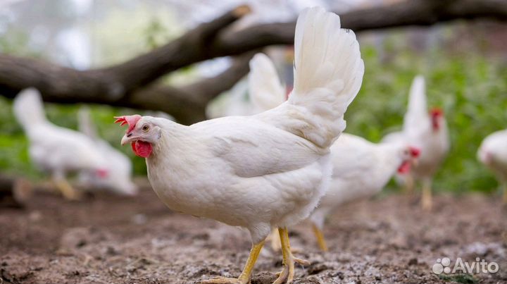 Куры несушки