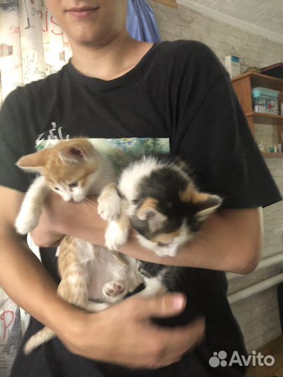 Котята в добрые руки