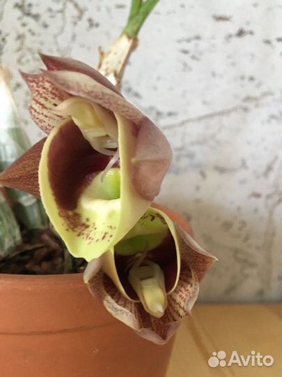 Цветущая орхидея 