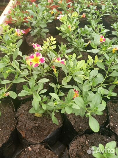 Цветы петунии рассада