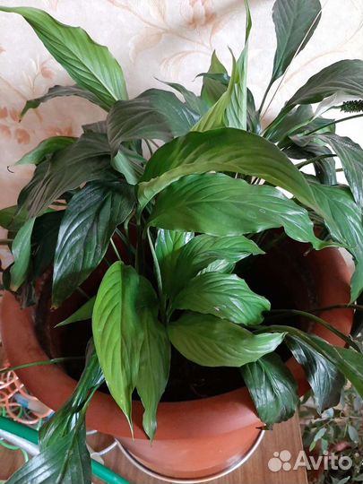 Спатифиллум (женское счастье)