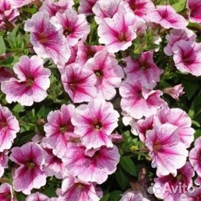 Петуния черенки