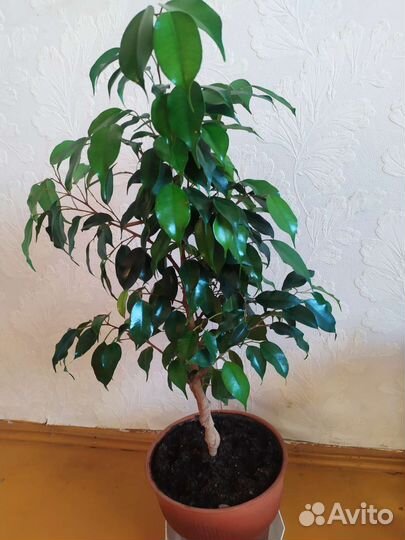 Комнатные растения