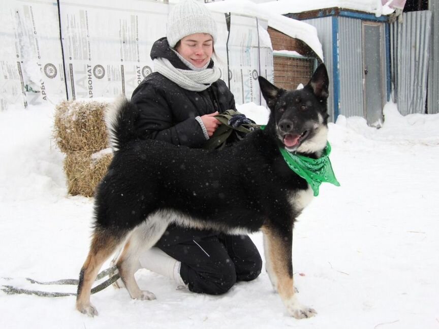 Красивый умный пёс из приюта Некрасовка