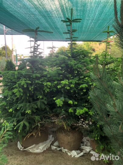 Пихта Нордмана