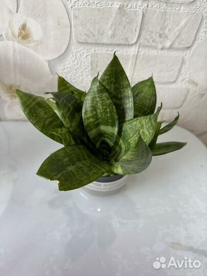 Сансевиерия