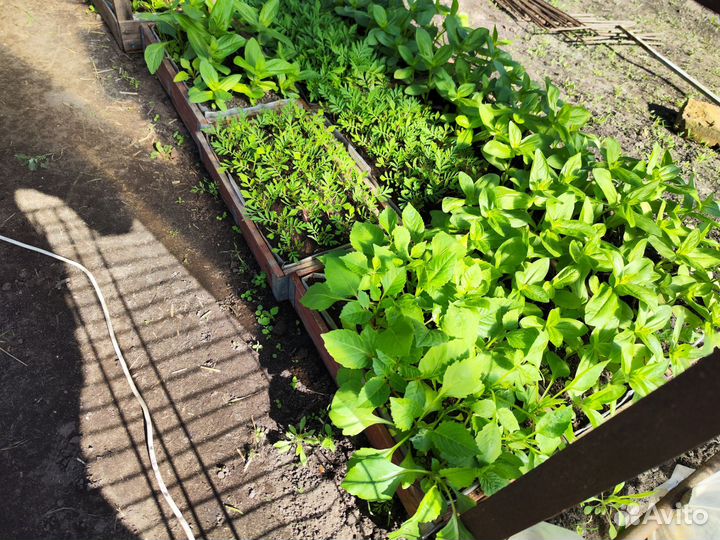 Рассада: капуста(разная),однолетние цветы и др