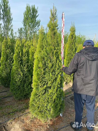 Туя смарагд экстра