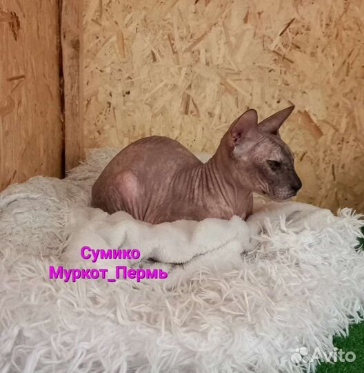 Сфинкс ищет дом