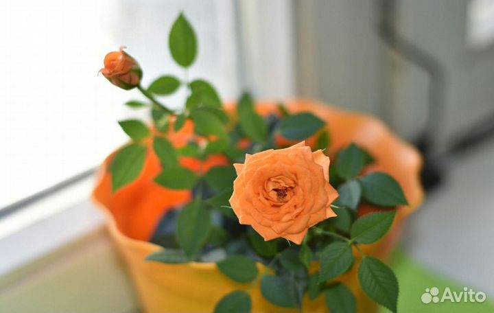 Розы комнатные