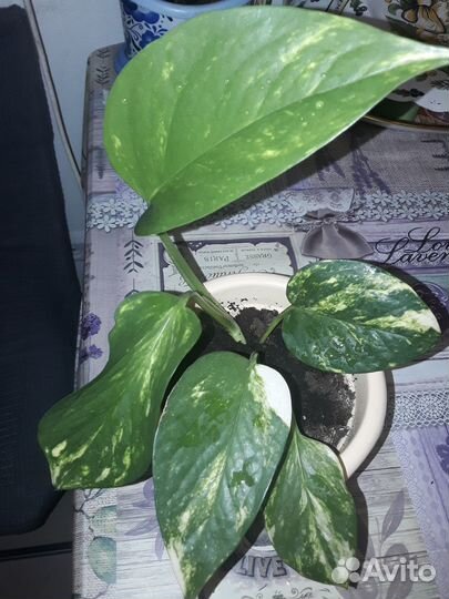 Сциндапсус вариегатный, сингониум