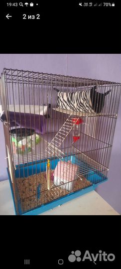 Крысы,хомяки