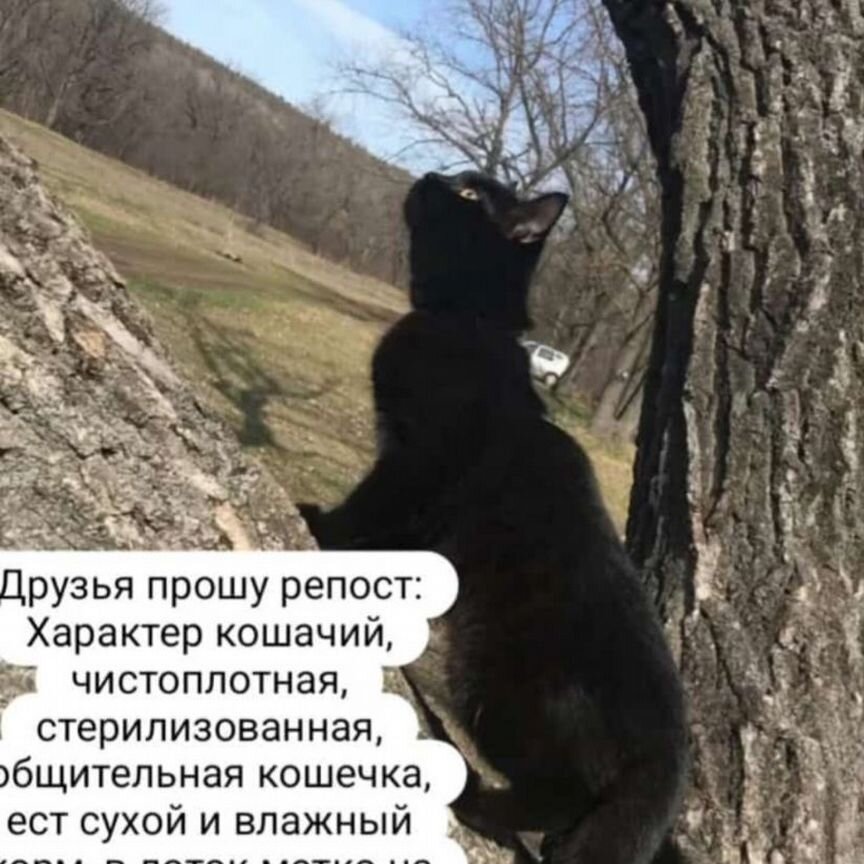 Черная кошка