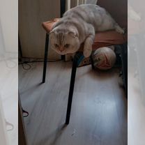 Вязка вислоухий шотландец, Тан-Тан
