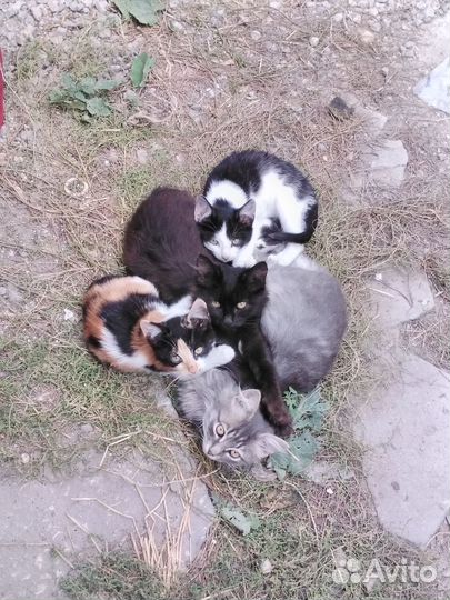 Котята в добрые руки