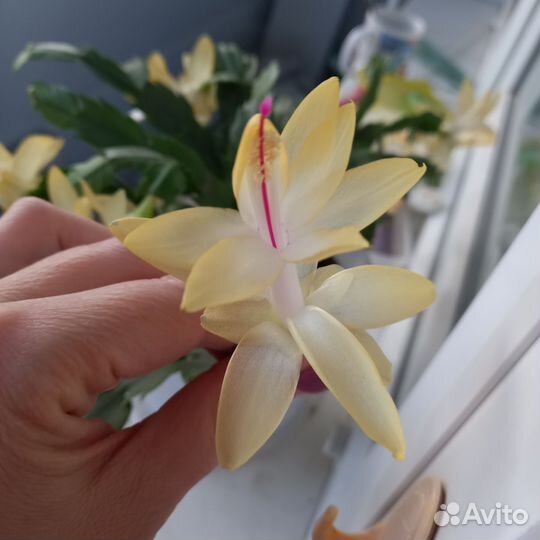 Декабрист шлюмбергера (фото от 19.04)