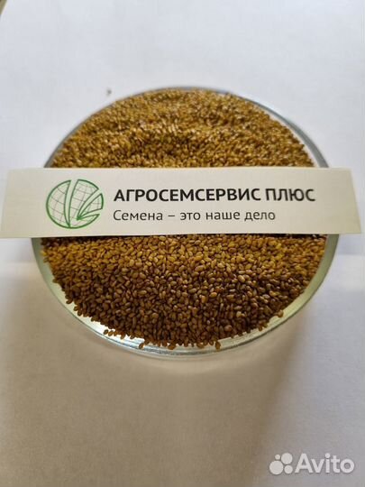 Семена люцерны