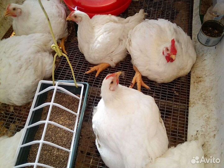 Огурцы,яблоки,мясо бройлера,яйцо,кабачки