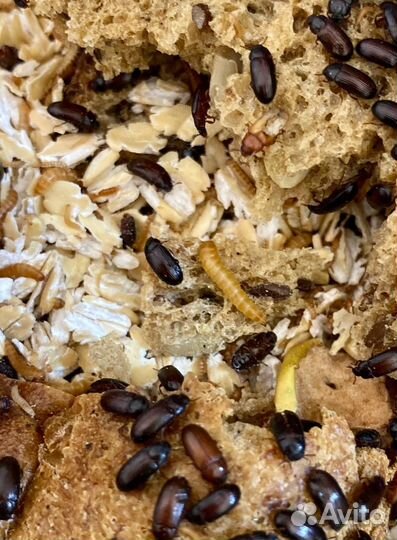 Личинки жука знахаря, жук знахарь, куколки знахаря