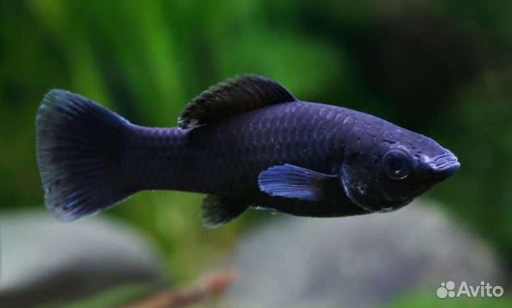 Аквариумные рыбки и растения