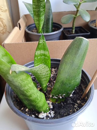 Сансевьерия