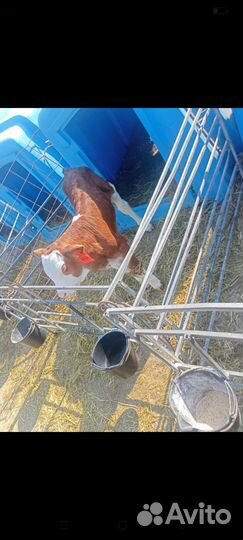 Австрийский сименталы